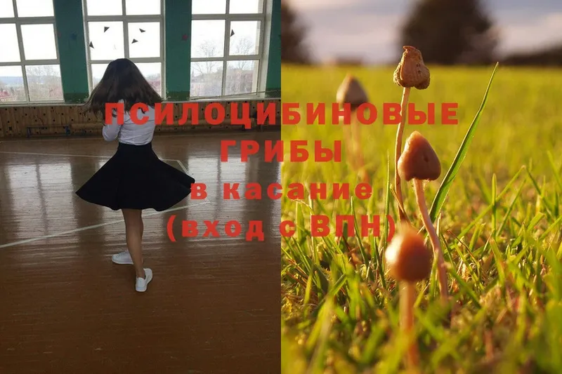 купить закладку  Ессентуки  Псилоцибиновые грибы Psilocybe 